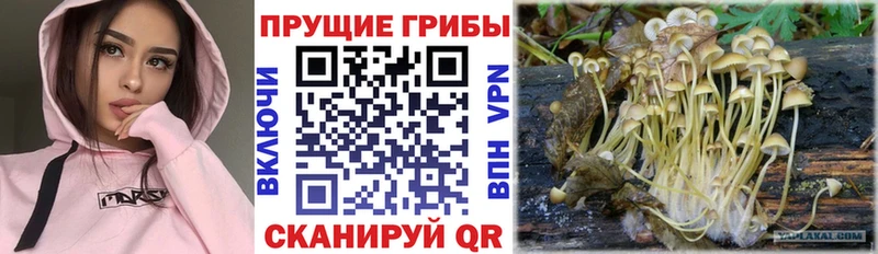 даркнет сайт  Алексеевка  Галлюциногенные грибы Psilocybe 
